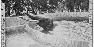 Dundri in the elephant house bath at Taronga Zoo in February 1917.