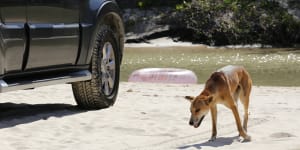 In January,a girl was taken to hospital with “significant” leg wounds after being bitten by a dingo on K’gari.