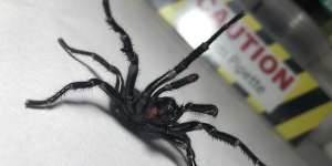 The numbers of funnel web spiders have declined this summer.