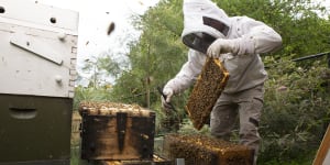 Destroying bees a sad necessity