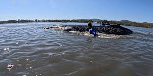 NPWS,ORRCA,Sea World Foundation and the Forster Dive Centre have helped rescue a humpback whale after it was stranded in Forster.