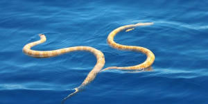 The photograph of the pair of short-nosed sea snakes'courting'in Ningaloo Marine Park.