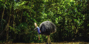 Visitors should be wary of wild cassowaries.