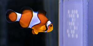 Finding Nemo’s vision:State-of-the-art Qld tech to determine how clownfish see