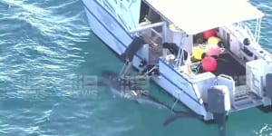 Shark tagged off Cottesloe not detected since being caught on drumline