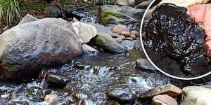 Royal National Park creek runs black after coal mine pollution incident