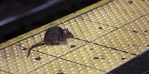 A rat crosses a subway platform in New York’s Times Square.