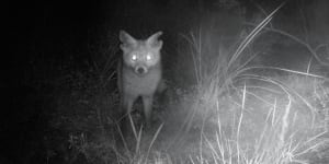Caught on camera:Rambo,“the fox with ripped-up ears” – and the only feral still known to be lurking in a 5800-hectare Pilliga wildlife sanctuary for endangered native mammals. 