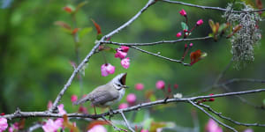 A yuhina among the blossoms at Alishan National Park.