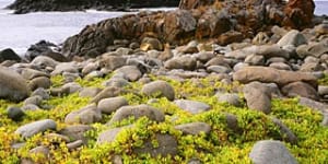 Bruny Island