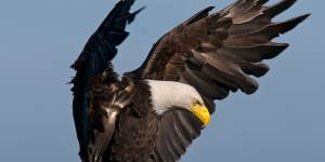 Adult bald eagle.