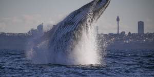 A humpback whale breaches off the coast of Sydney last week.