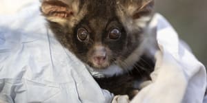 A southern greater glider is given a health check in Tallaganda National Park in NSW.
