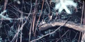 The first photo of a Leadbeater’s possum in decades,taken in 1961 by the man who rediscovered the tiny mammal,Eric Wilkinson.