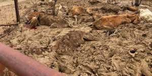 Farmers faced scenes of devastation when the flooding subsided.