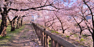 Osaka blooms:sakura are a national obsession.