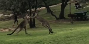 Kangaroos caught on film brawling in Stradbroke Island park