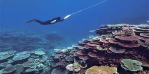 Australian Institute of Marine Science surveying the Great Barrier Reef to monitor coral recovery after mass bleaching events. 