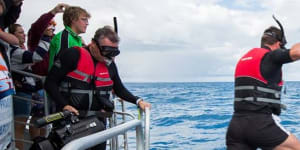 Swimming with Whales program to stay at Hervey Bay