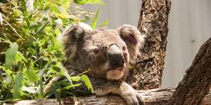 A koala rescued from the summer bushfires.