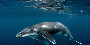 A humpback whale calf.