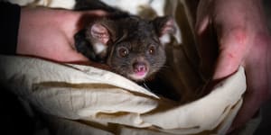 A greater glider was found dead after logging in the Tallaganda State Forest.