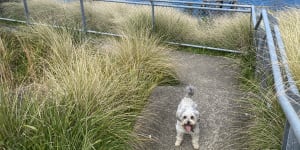 Summer in Sydney means ... swims,barbecues and walks with Tilly