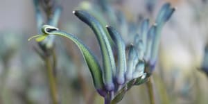 Climate change drives Perth’s creation of new blue kangaroo paw