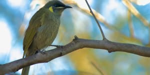 Australia identified as transmission hotspot for deadly bird disease