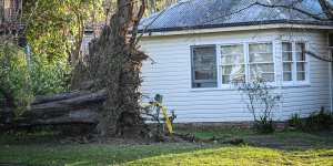 One killed and another injured as NSW battered by wild winds