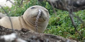 Endangered Hawaiian monk seals keep getting eels stuck up their noses