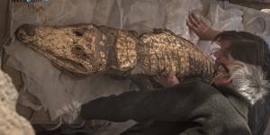 Mummified crocs emerge from Egyptian tomb