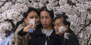 The $7 billion business of forecasting Japan’s cherry blossoms