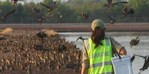 ‘A potential wildlife massacre’:Eyes on the sky as virus wings its way towards Australia