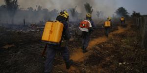 The Brazilian Amazon recorded more fires in the first week of September alone than in the whole of the same month last year,according to Brazil Institute for Space Research. Fires are a common way to clear land for crops and grazing.