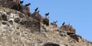 Drones,dingoes and thermal cameras could be used to reduce feral goat numbers which are rapidly growing.