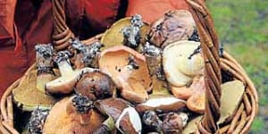 Basket to plate ... wild fungi plucked from the forest. 