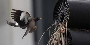 Kookaburras in the exhaust fan:Tree clearing moving birds to the backyard