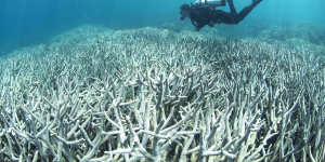 The Great Barrier Reef:93% hit by coral bleaching,surveys reveal