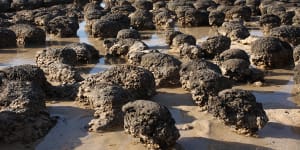 Examples of surface stromatolites in Shark Bay,WA.