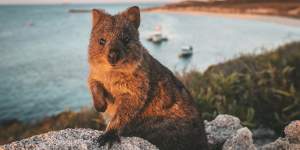 Hundreds of thousands of tourists flock to Rottnest Island each year for an encounter with a quokka. 