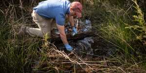 Western Sydney University water scientist Ian Wright takes a sample in Adams Creek,which feeds Medlow Dam.