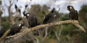Carnaby’s black cockatoos near a pine plantation in Perth.