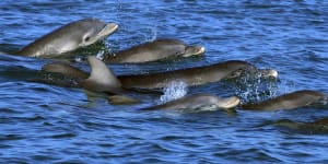 ‘Sexual violence’:NZ broadcaster chastised over dolphin mating scene