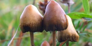 Psilocybin is the psychedelic found in ‘magic mushrooms’ such as Psilocybe semilanceata.