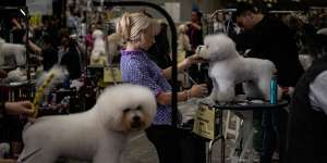 Action from the dog pavilion on the last day of the Sydney Royal Easter Show.
