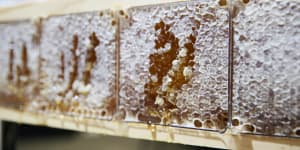 Sweet as:The rise and rise of West Australian honey