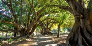 Moreton Bay fig trees at Perth’s Hyde Park have provided shade for visitors for decades.