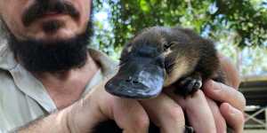 Platypuses disappear from five Brisbane waterways