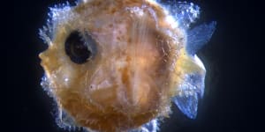 Scientists crack the enigmatic beginnings of the sunfish